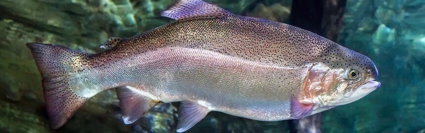 1715301345630343.jpg Optimizing-Rainbow-Trout-Farming.webp.jpg