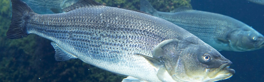 Optimizing-Sea-Bass-Feed.webp.png