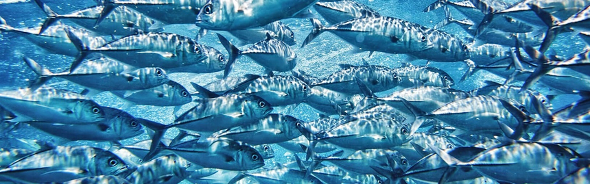 1715301762980614.png Improving-Tuna-Farming-Profits.webp.png