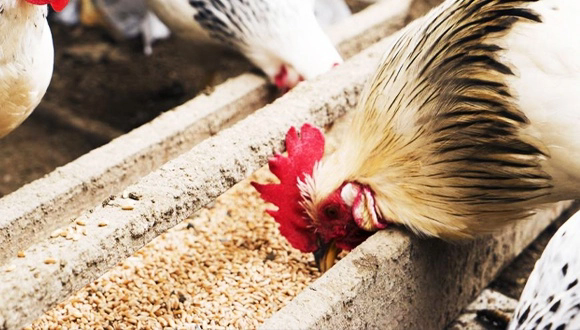 POULTRY-ADDITIVE.webp.png