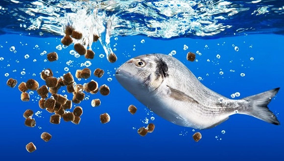 AQUACULTURE-FEED-ADDITIVES.webp.png