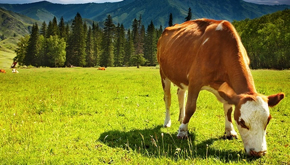 Ruminants.webp.png
