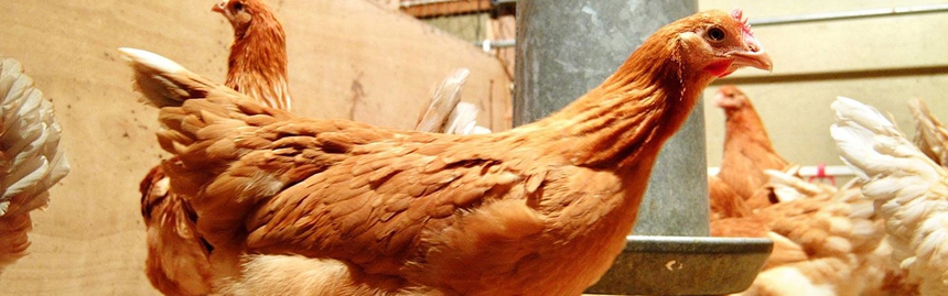 Enhanced-Poultry-Immunity.webp.png