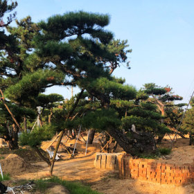 大型古松