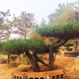 盆景松