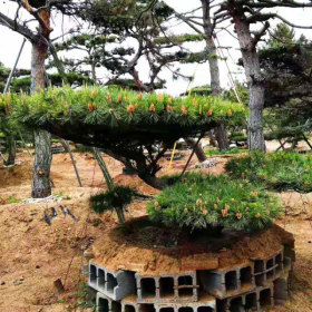 盆景松