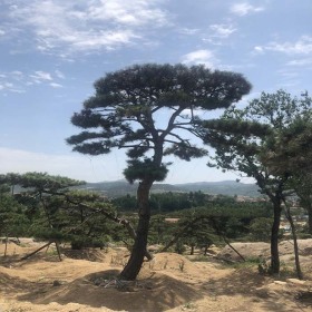 泰山松