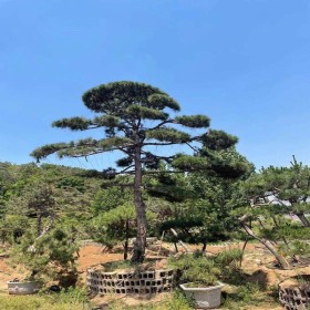 造型油松