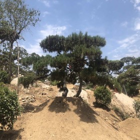 造型黑松
