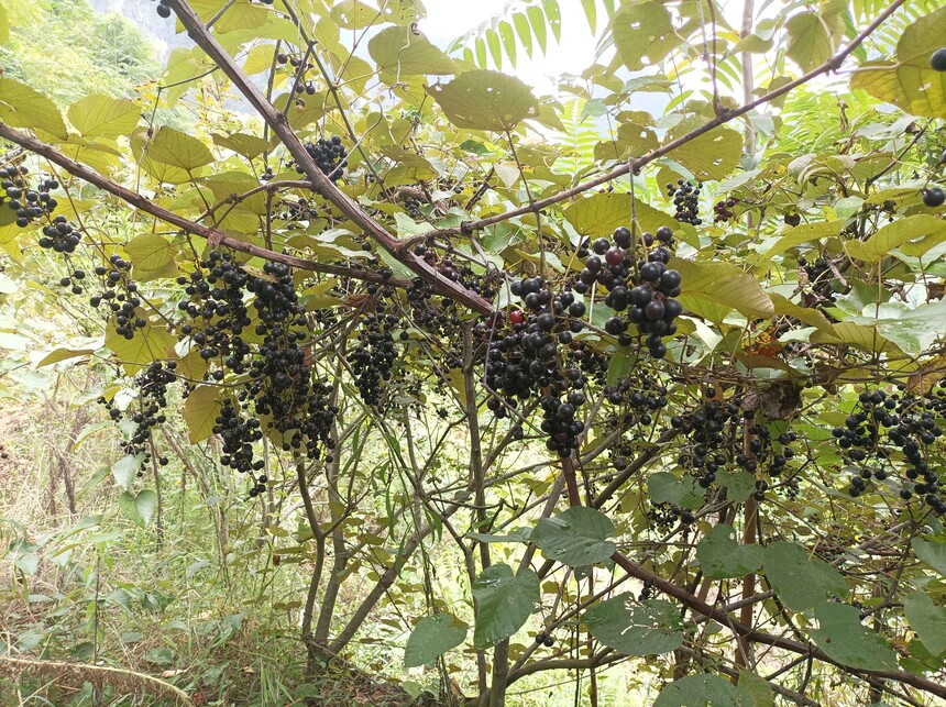 1751420550908962.jpg 2.jpg