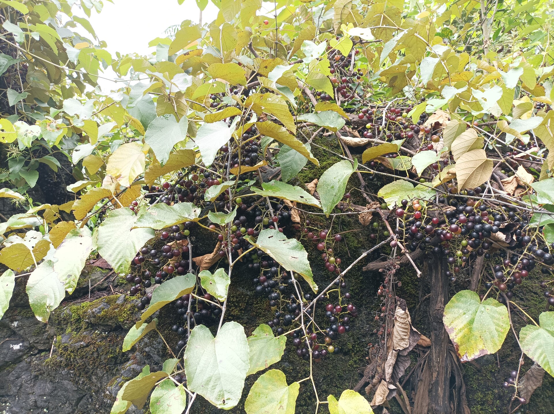 1757986709919250.jpg 微信图片_20250916090952_230_4.jpg