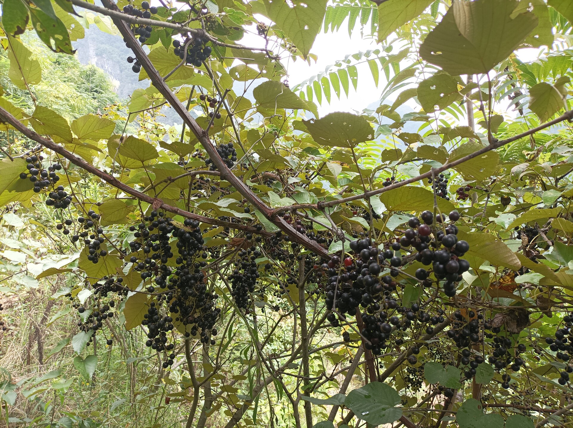 1757986924391003.jpg 微信图片_20250916090833_223_4.jpg