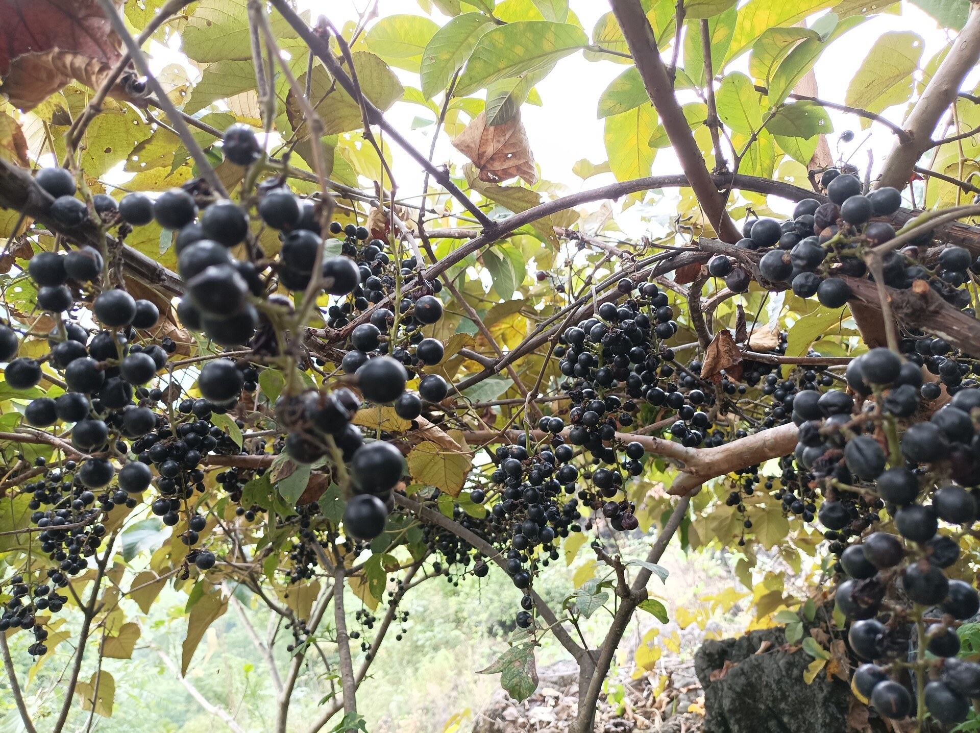 1757987357653859.jpg 微信图片_20250916090739_217_4.jpg