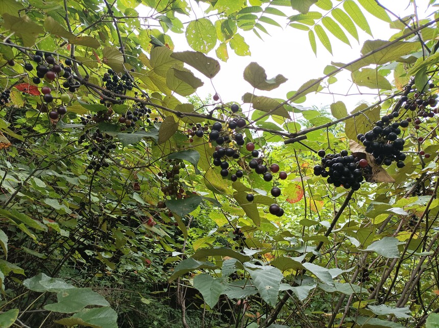 1758244296448483.jpg 1758244296448483.jpg