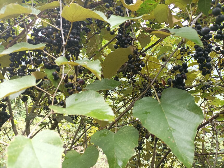 1758244396351647.jpg 1758244396351647.jpg