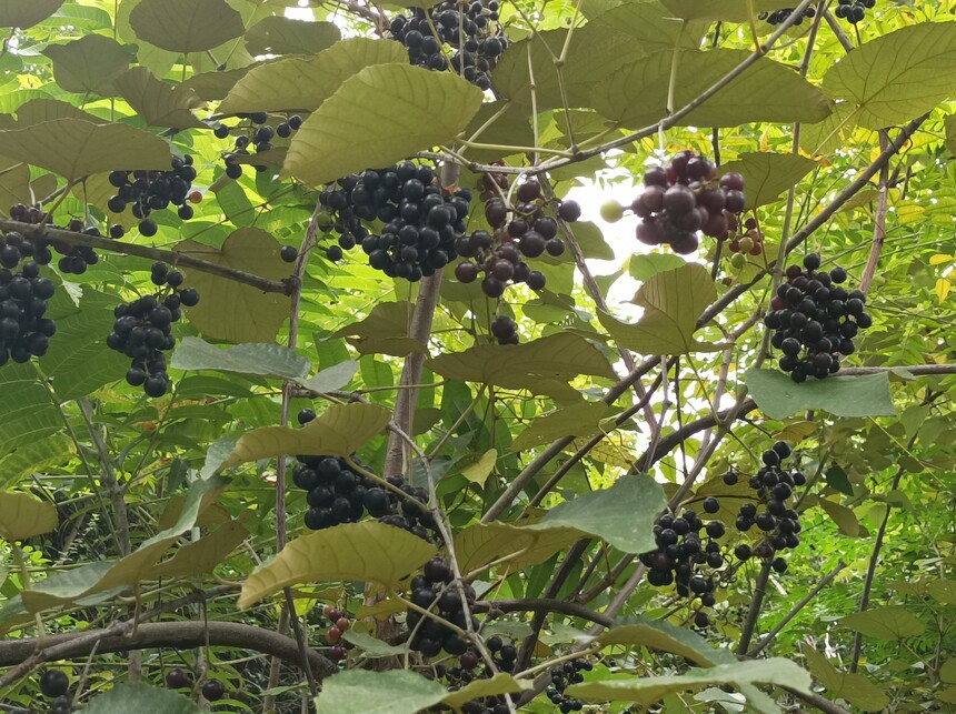 1758244494631332.jpg 1758244494631332.jpg