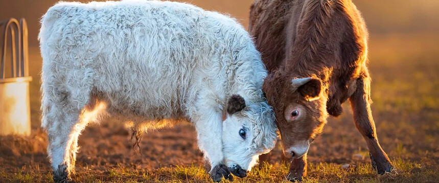 ZEAPLANT-Guanidinoacetic-Acid-Revealing-the-Weight-Gain-Weapon-for-Cattle-and-Sheep.jpg