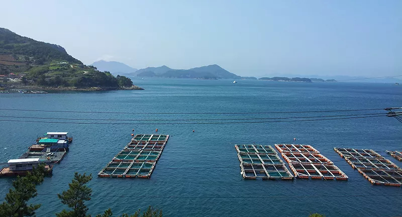 Key-Ingredients-to-Improve-Fish-Quality.jpg