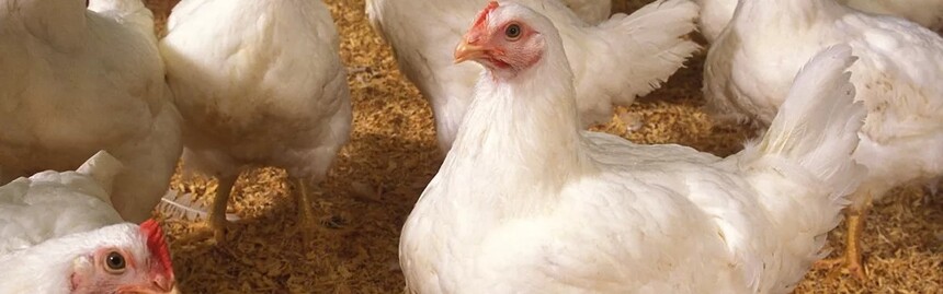 Enhanced-Growth-and-Feed-Efficiency.jpg