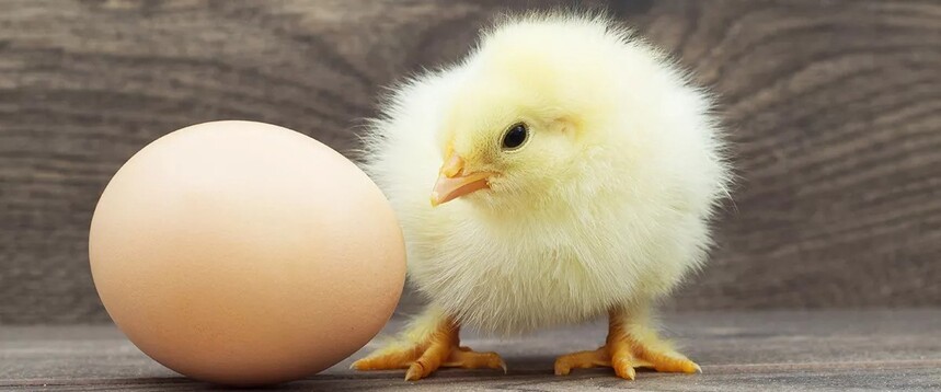 The-Key-To-Improving-Egg-And-Poultry-Production.jpg
