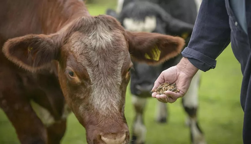 3Unveiling-the-Role-of-Pellet-Binders-in-Feed-Production.jpg