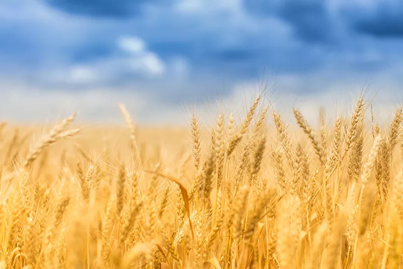 Mastering-The-Latest-Technology-in-Animal-Feed-Additives-for- 2024.jpg