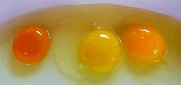 Premium-Feed-Additives-Elevating-Your-Poultry-Quality.jpg