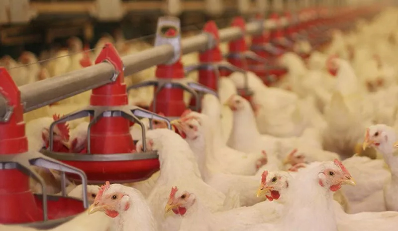 Is-Guanidinoacetic-Acid-a-Worthy-Addition-to-Broiler-Feeds.jpg
