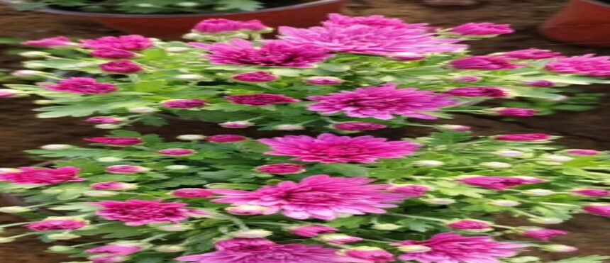 1749018603133319.jpg 微信截图_20250604142847.jpg