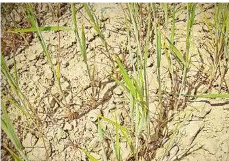 1744442253487399.png image.png