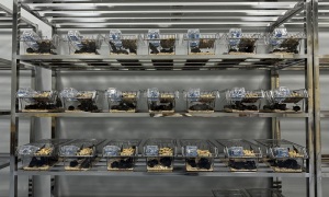 動物代養(yǎng)服務(wù)