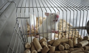 動物實(shí)驗(yàn)平臺