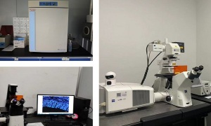 細(xì)胞實(shí)驗(yàn)平臺