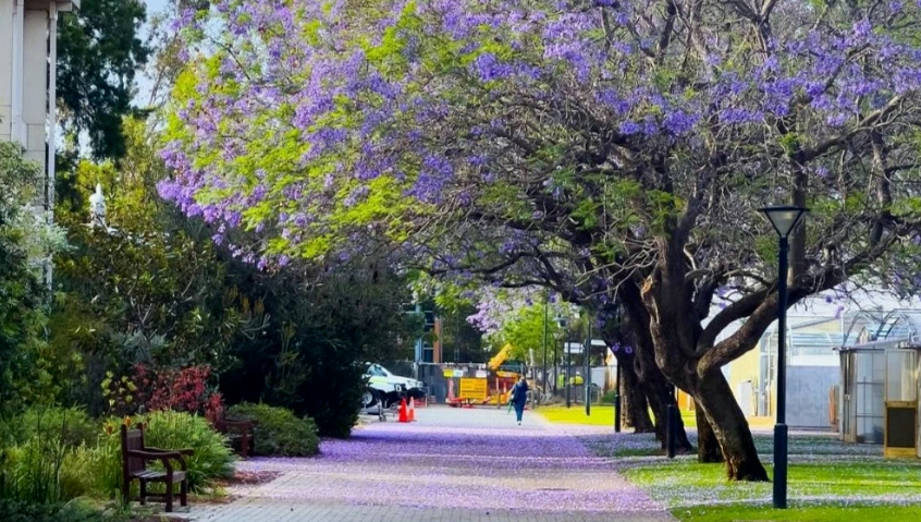 ������ѧ