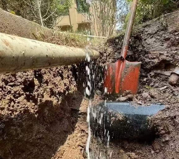 1746756091777476.png 重庆查漏金耳朵1.png