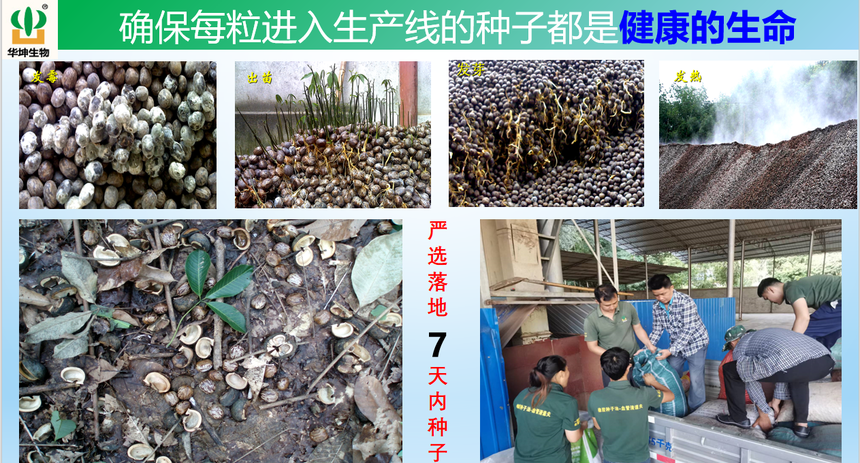 1754036648447278.png 图片工人收籽.png