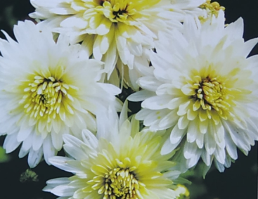 怀菊花 怀菊花