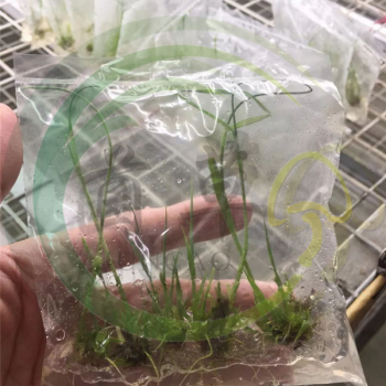 優質耐寒高產牧草“綠洲一號”蘆竹介紹