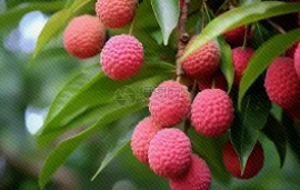 荔枝豐年“高價快遞”引不滿