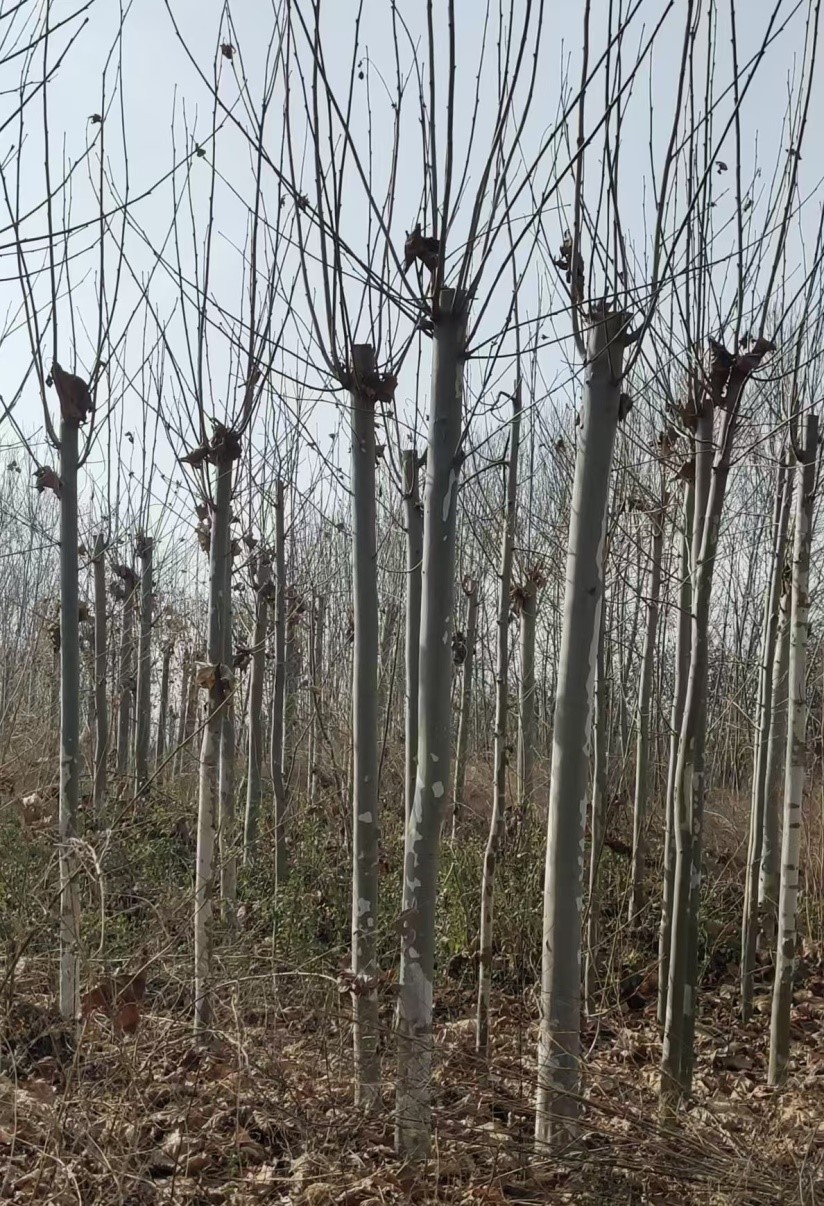 1765697743333225.jpg 55.jpg