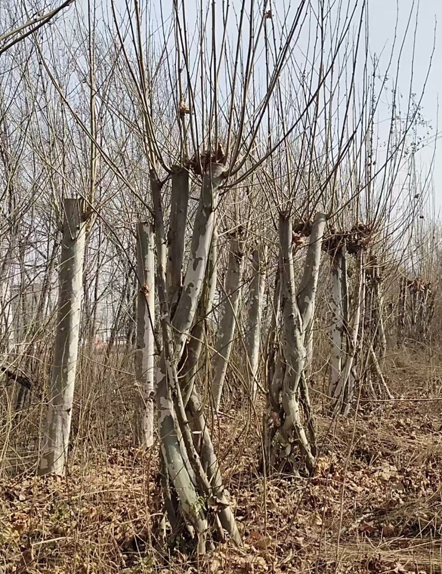 1765697753270778.jpg 66.jpg