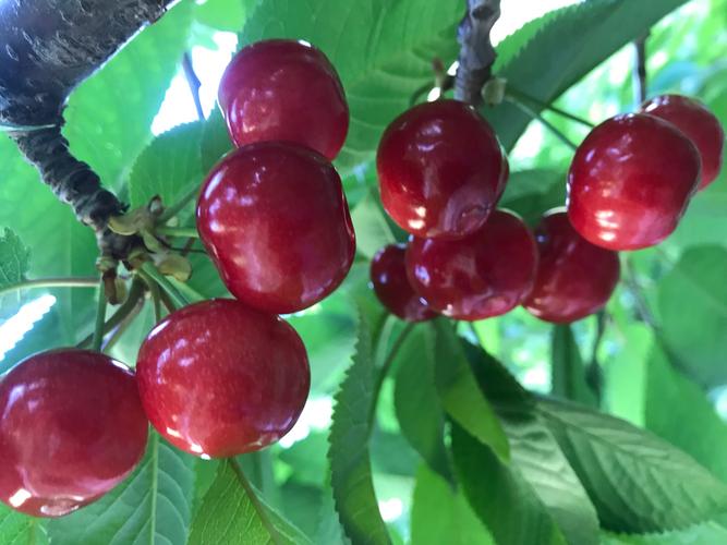 ��ש��֤����ʲô����_��ש��֤��־_���ڲ�Ʒ��׼�����������֤��ϵ�Դ�שƷ���������Щ��Ҫ��