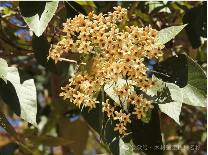 QQ20251222-171049.png