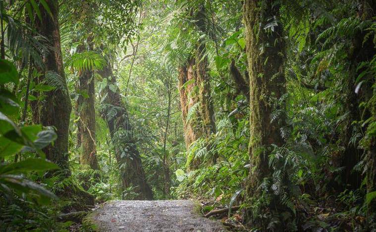 亚马逊系列瓷砖的色系延伸是否包含了来自雨林不同生态层次的多种绿色_亚马逊瓷砖图片大全集_瓷砖亚马逊花型效果