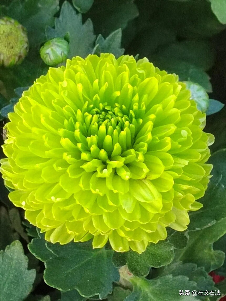 ٲ֤ݵͥʾ_155. ٲ_֤Ȩ