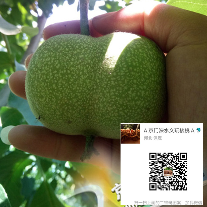 新下树的麻核桃文玩核桃处理方法及养护