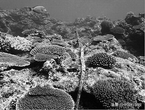 �������ά��_�ֲ�ʽ��������_���׹��˵���ѧ