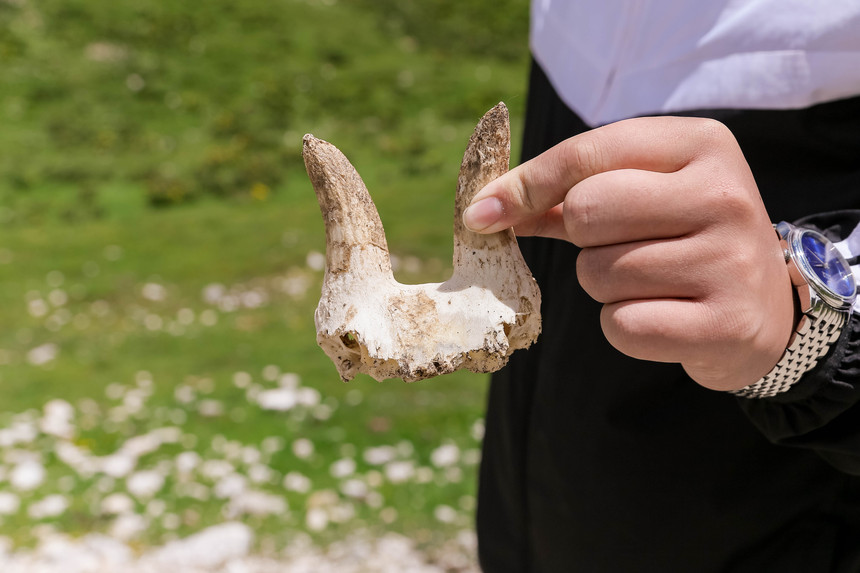 1607953736708643.jpg 死亡的羚羊残骸.jpg