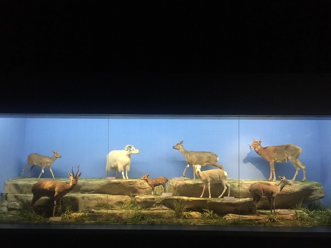 1607955123890180.jpeg 高原代表草食动物标本.jpeg