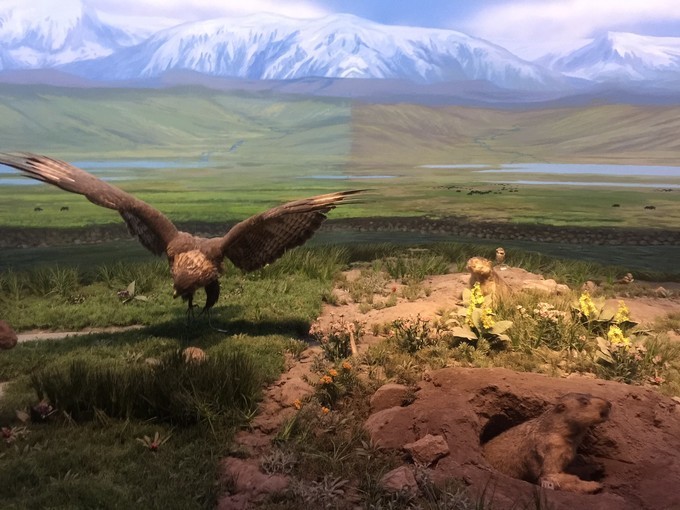 1608016934232751.jpeg 健康草原生态系统与荒漠化草原生态系统.jpeg